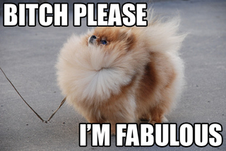 Illustration for article titled I am obsessed with the meme "Bitch, Please! I'm Fabulous."